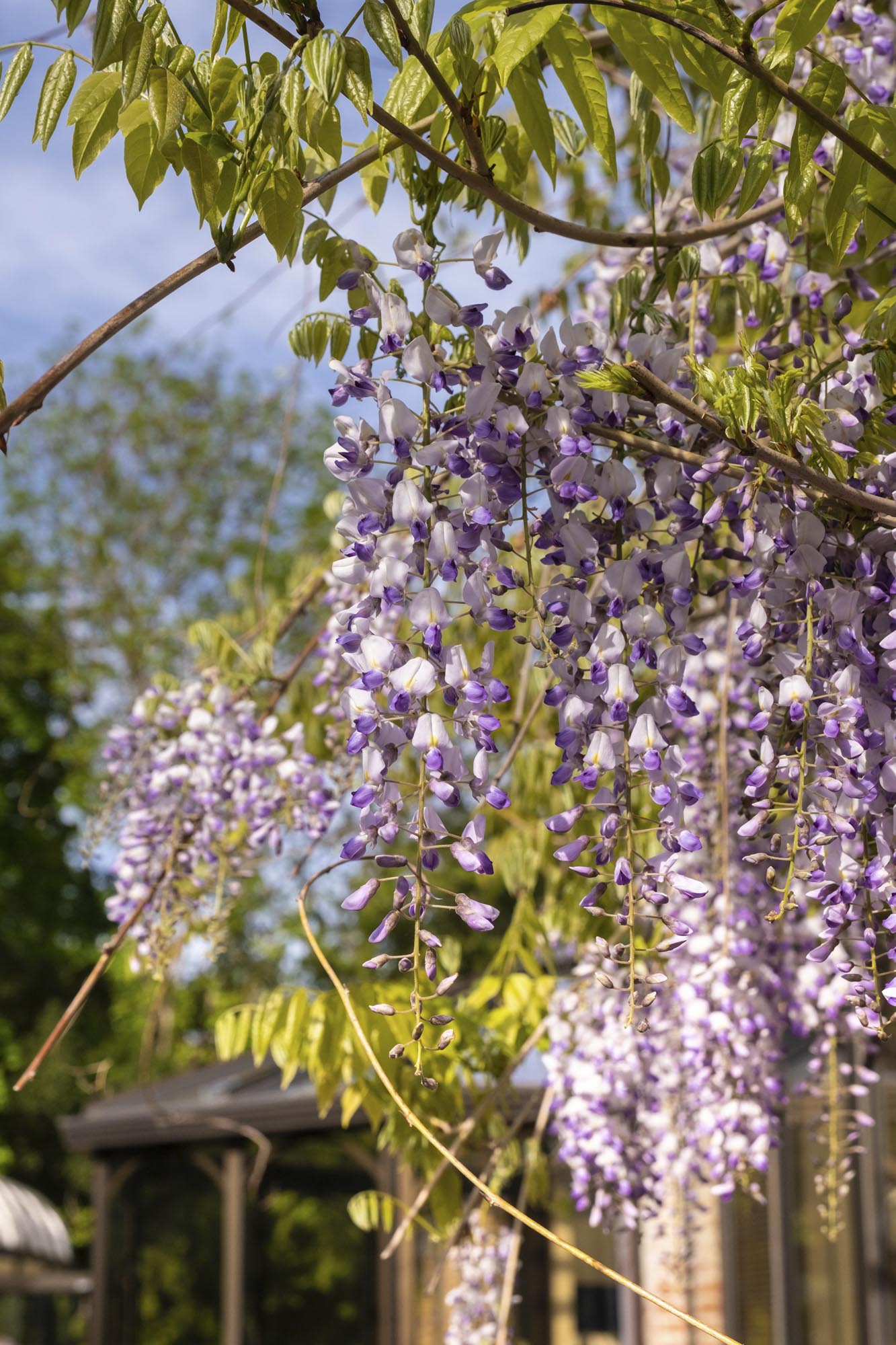 fleurs parc arboré